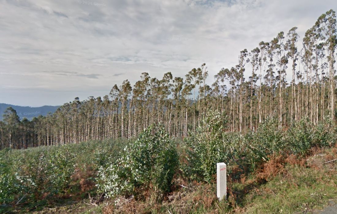 CEDEIRA monte